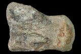 Fossil Mosasaur (Platecarpus) Caudal Vertebra - Kansas #136661-2